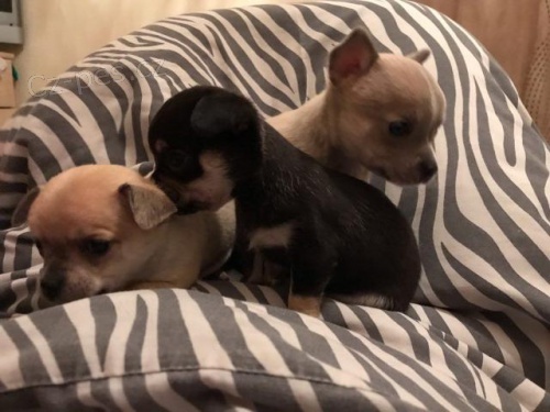 Chihuahua �t��ata.