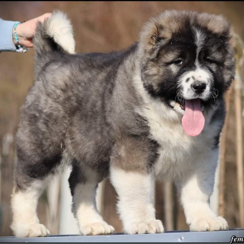 Kavkazsk� ov��k