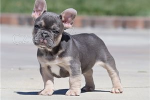 �t��ata francouzsk�ho buldo�ka.