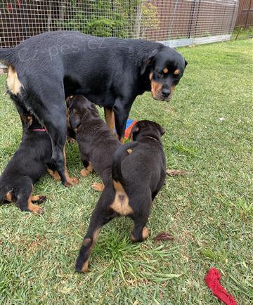 Sladk� �t��ata rottweiler�.