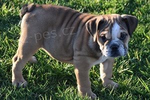 �t��ata anglick�ho buldoka.