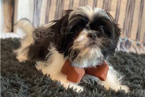 Chytr� shih Tzu �t���tka.