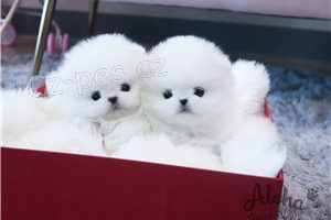 Inteligentn� pomeransk� �t��ata.