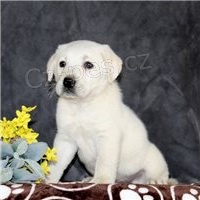 �t��ata labradorsk�ho retr�vra.