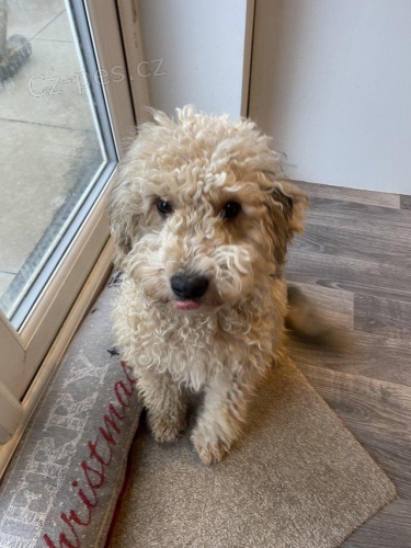 Roztomil� �t���tka Cockapoo.