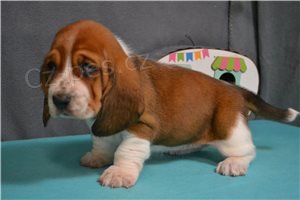 �t��ata Basset Hound.