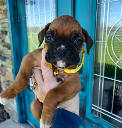 boxer �t���tka