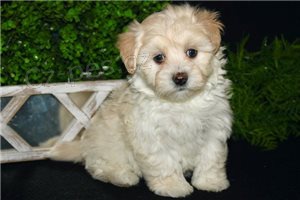 Maltipoo �t��ata.