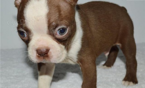 �t��ata Bostonsk�ho teri�ra.