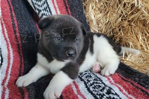 Hrav� �t��ata Akita.