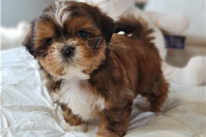 Shih Tzu �t��ata.