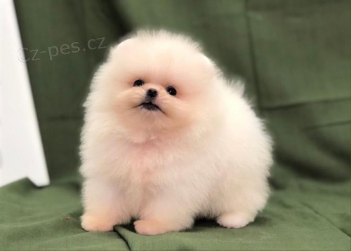 Ohromuj�c� �t��ata Pomeranian.