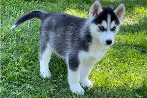 �t��ata sibi�sk�ho husky.