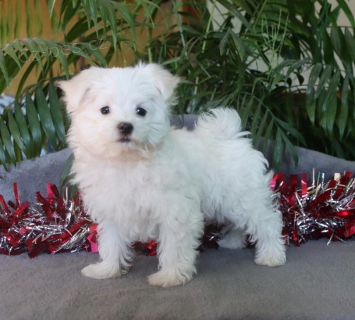 N�dhern� maltsk� �t��ata.