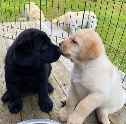 Roztomil� labradorsk� �t��ata.