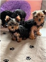 N�dhern� Yorkshirsk� �t���tka.