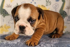 Sladk� �t��ata anglick�ho buldoka.