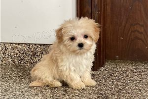 Sladk� �t��ata Maltipoo.