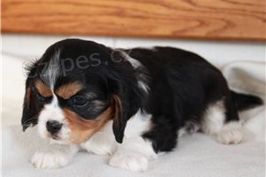 Roztomil� Cavalier King Charles �t��ata.
