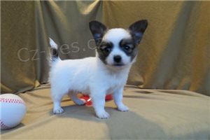 Hrav� �t���tka Chihuahua.