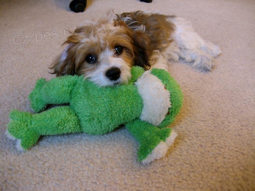 Kr�sn� �t���tka Cavachon.