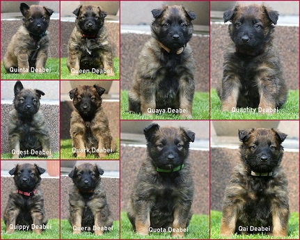 Belgick� ov��k - tervueren - pracovn� linie