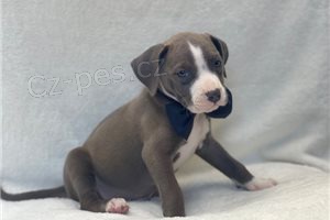 �t��ata staford��rsk�ho bulteri�ra.