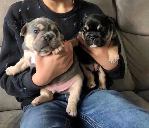 �t��ata francouzsk�ho buldo�ka.