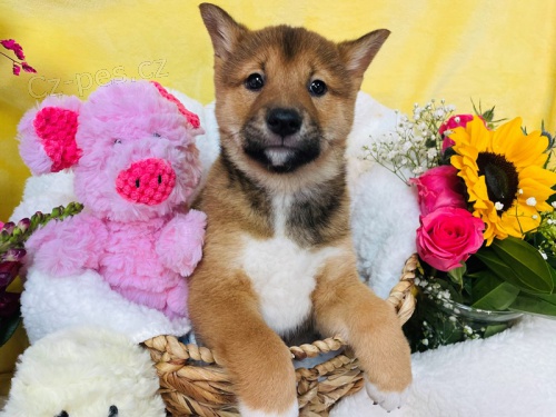 �t��ata Shiba Inu pro nov� domovy k adopci