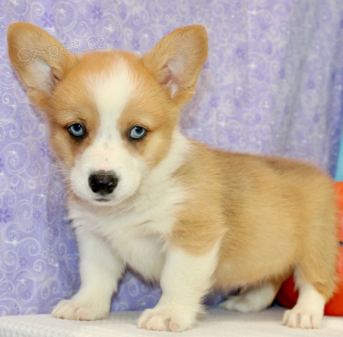 tata Welsh corgi pembroke k dispozici