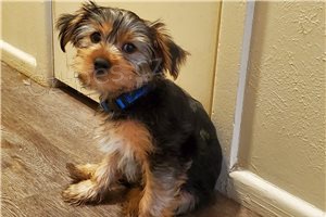 �t��ata Yorkshirsk�ho teri�ra.