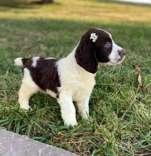 Zdrav� �t��ata anglick�ho �pringr�pan�la k adopci