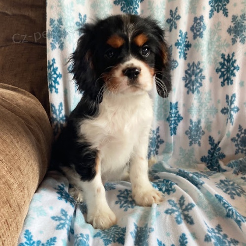 �t��ata Mini Cavalier King Charles Spaniel k adopci.