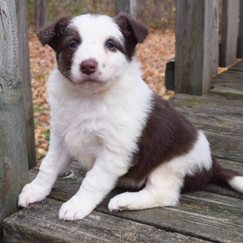 �t��ata border kolie k adopci