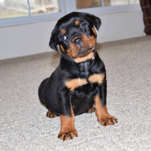 o�kovan�,od�erven� a zdrav� �t��ata rotvajlera k adopci. �t��ata jsou v�echna o�kovan� a zdrav�