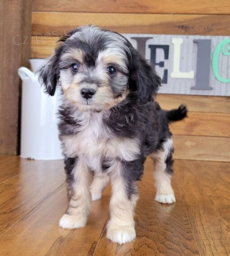 o�kovan�, od�erven� �t��ata fenky a pejska Aussiedoodle k adopci. �t��ata jsou v�echna o�kovan� a zdrav�