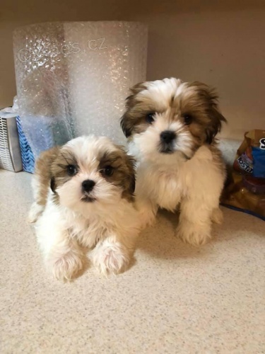 Shih Tzu �t��ata.