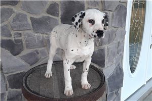 Kr�sn� dalmatsk� �t��ata.