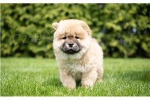 Kr�sn� Chow chow �t��ata.
