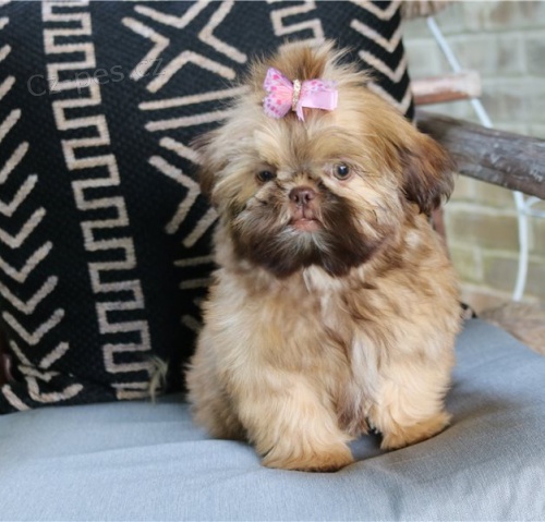 ڞasn� �t��ata (shih tzu