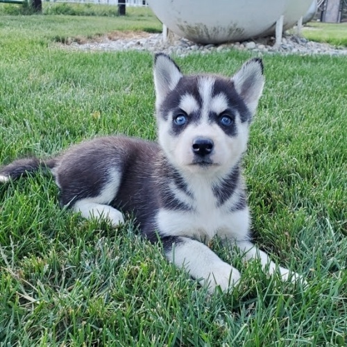 kr�sn� �ena a mu� sibi�sk� husky s kr�sn�ma modr�ma o�ima k adopci.
