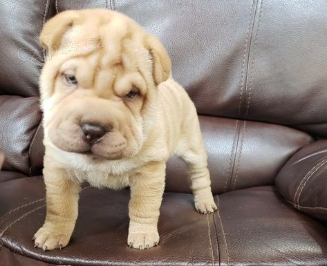 Kr�sn�, zdrav� a o�kovan� �t���tka shar-pei k adopci