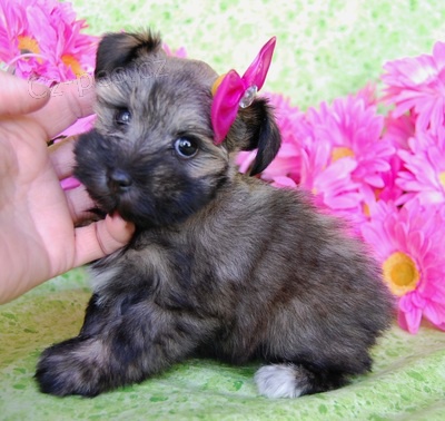 O�kovan� a zdrav� �t��ata mal�ch kn�ra�� a fenek k adopci.