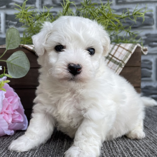 �t��ata bi�onka k adopci.