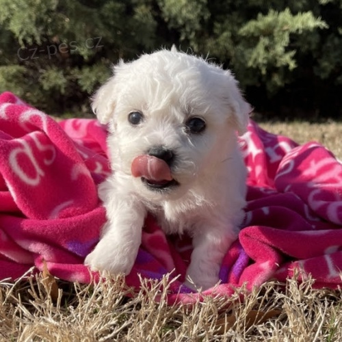 mini o�kovan� �t��ata Bi�onka k adopci.