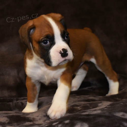 Kr�sn� o�kovan� a od�erven� �t���tka n�meck�ho boxera k adopci.