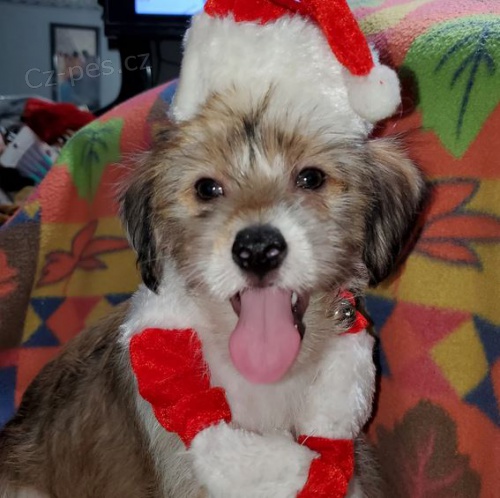 p��telsk� ��nsk� chocholat� �t��ata k adopci