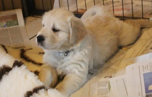 a zdrav� �t��ata zlat�ho retr�vra