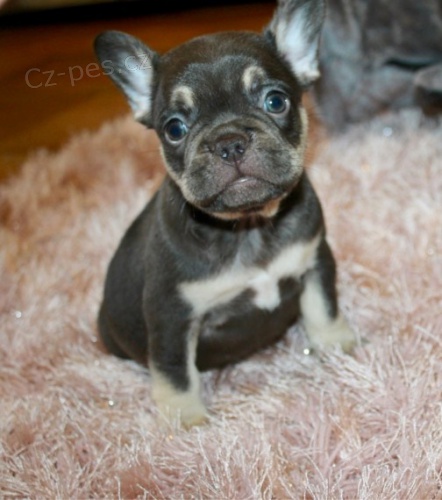 Prod�m o�kovan� �t��ata francouzsk�ho buldo�ka.