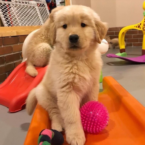 Vycvi�en� �t��ata zlat�ho retr�vra.